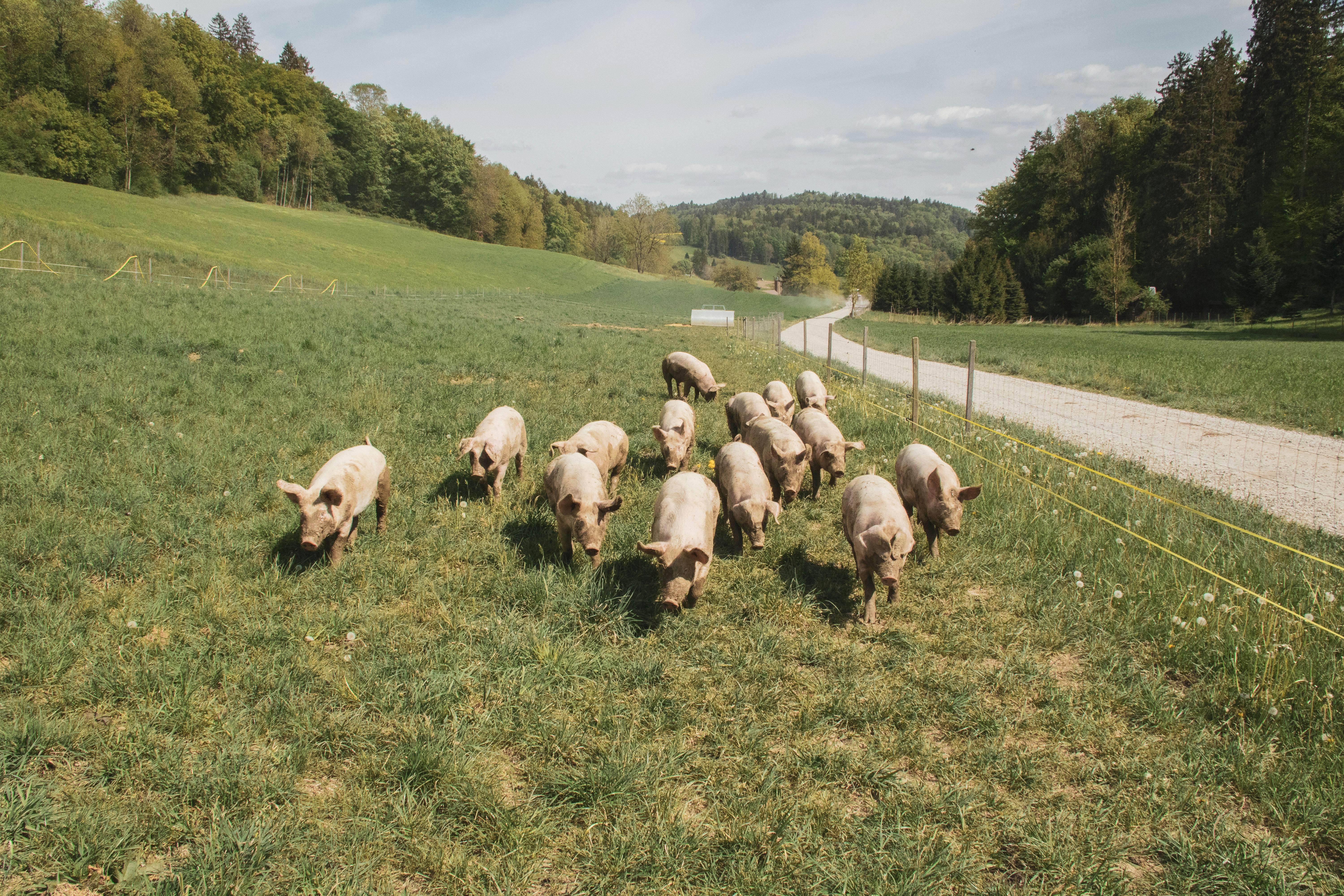 Herd of pigs on pasture at Farm Poortjie