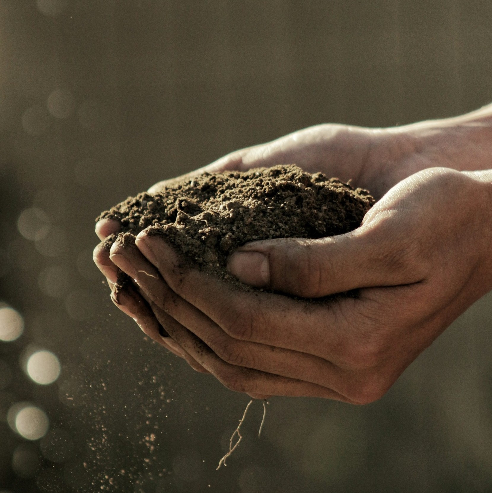 Hands holding rich dark soil at Farm Poortjie