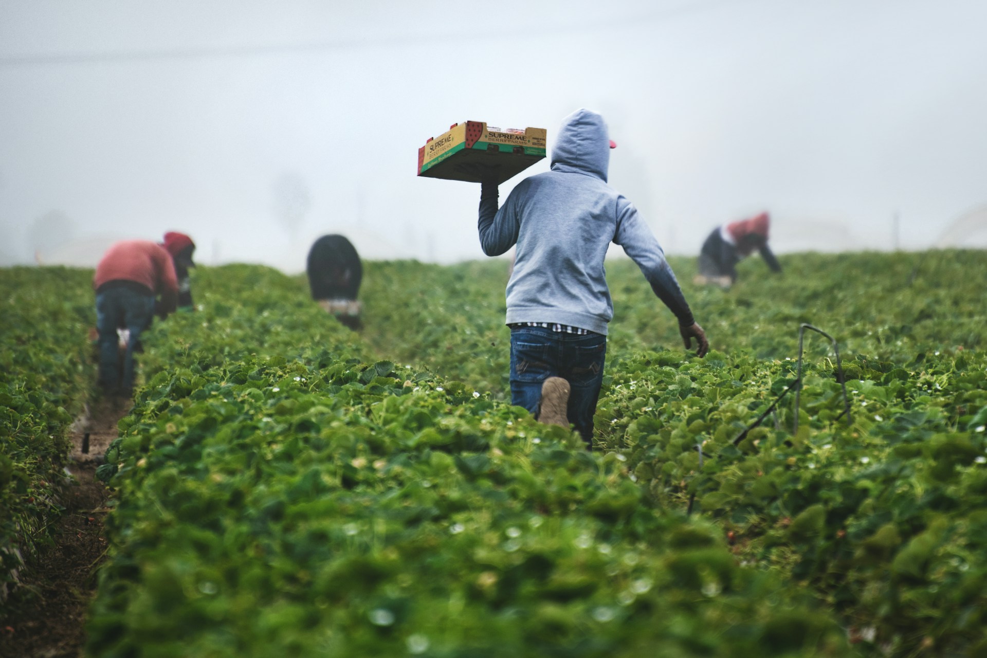 Farm workers harvesting at Poortjie, Gauteng
